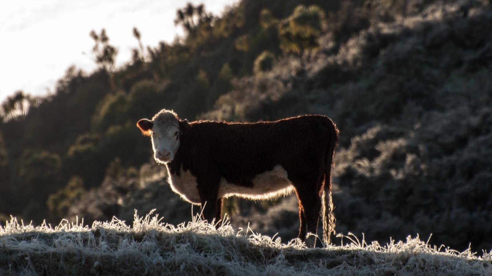 Hidden Gems of New Zealand's ‌South Island:‌ Off-the-Beaten-Path Adventures