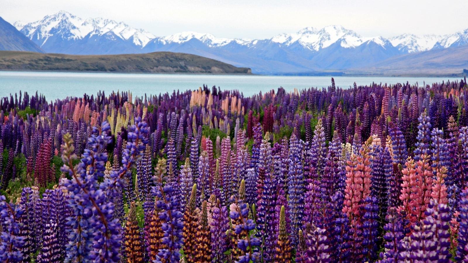 Epic‌ Road Trips on New‌ Zealand's ‍South Island: Discover the Untamed Beauty